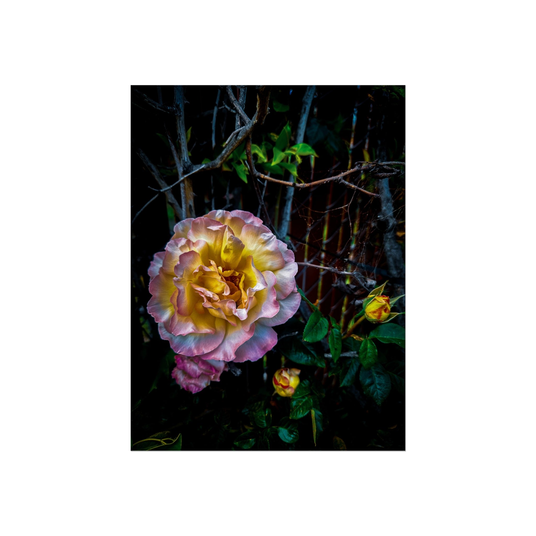 Romantic Pink Rose Fine Art Poster – Moody Floral Wall Art Print-Original Photography by BEE